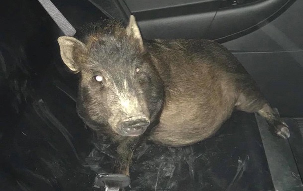 Мужчина обратился в полицию из-за преследовавшей его свиньи