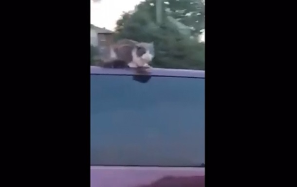 Кошка прокатилась на крыше авто и попала на видео