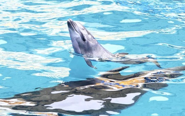 В дельфинарии Одессы детеныш родился во время шоу