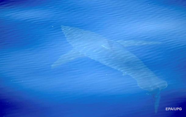 У берегов Испании впервые за 40 лет увидели белую акулу
