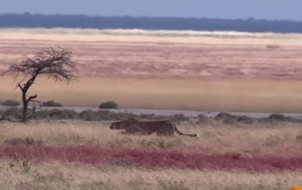 Зрелищную охоту гепарда на газель сняли на видео