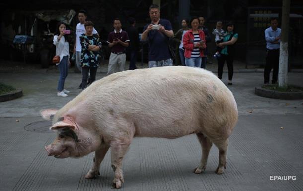 Британец вывел свинью погулять по городу и угодил под суд
