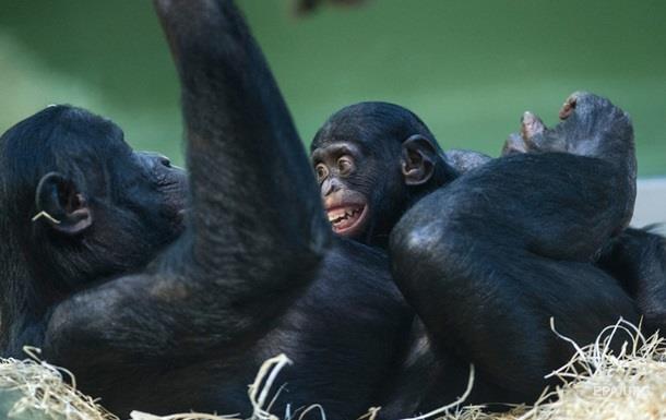 Человеческая игра шимпанзе с детенышем стала хитом
