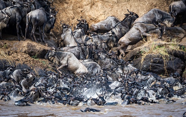 Тысячи антилоп прыгнули в реку с крокодилами