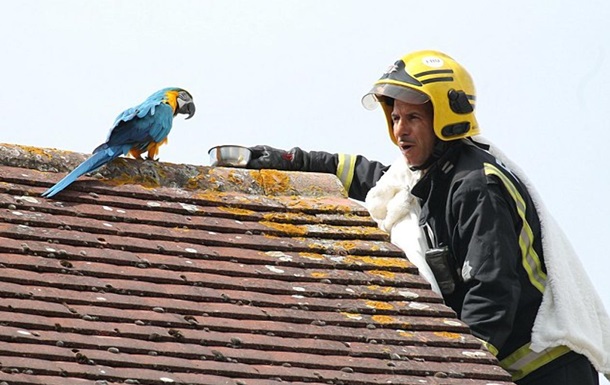 Застрявший на крыше попугай обматерил спасателей