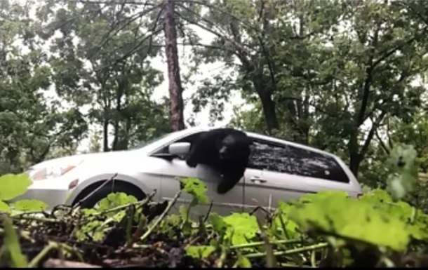 Запертый в автомобиле медведь попал на видео