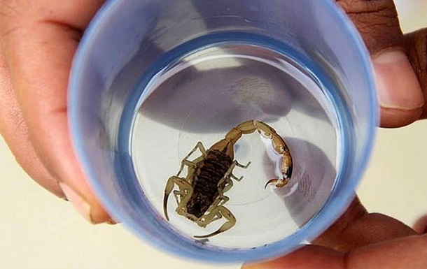 Новорожденная выжила после семи укусов скорпиона