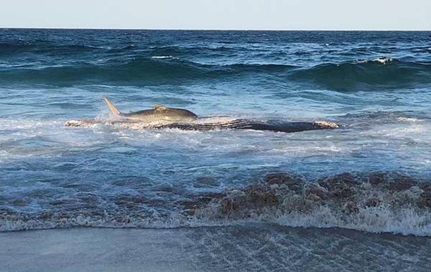 Акула выбросилась на берег, чтобы поесть