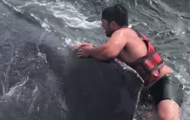 Рыбак спас кита, прыгнув на него с ножом в зубах