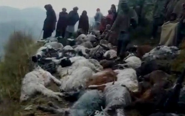 Молния убила сто овец: фото