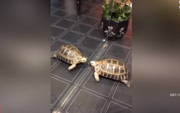 Драку черепахи с  врагом  в зеркале сняли на видео