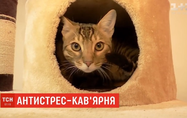 В Днепре открыли антистресс-кофейню с котами