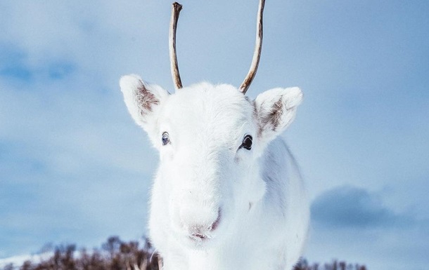 Фотограф снял белоснежного олененка из легенд