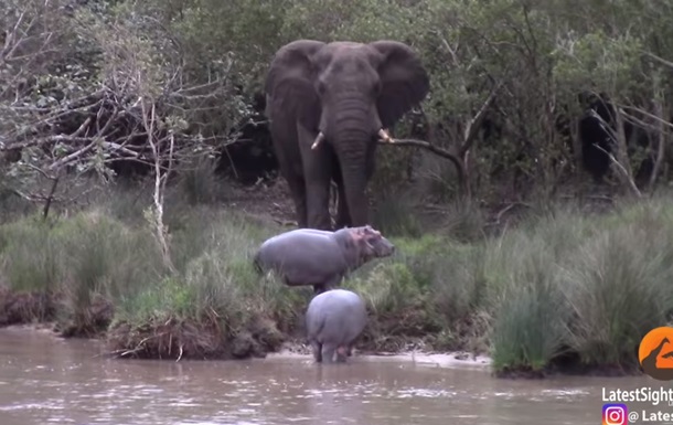 Стычку слона с бегемотами сняли на видео