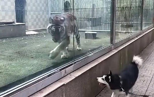 Тигр и пес устроили  погоню  через стекло