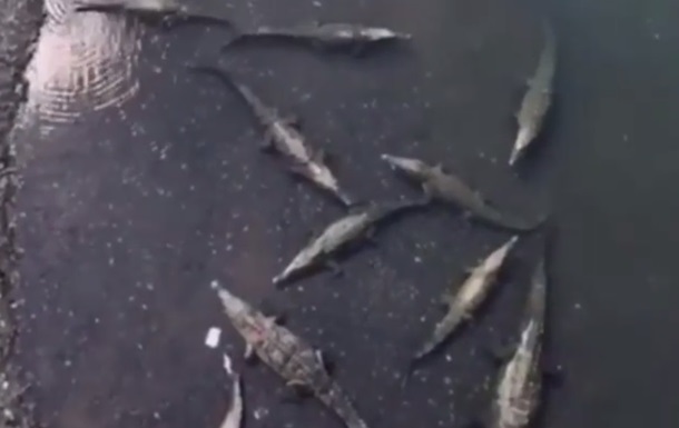 Турист уронил смартфон в кишащую крокодилами реку 