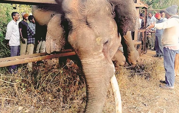 Слон задохнулся, застряв на фермерском заборе