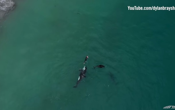 Редкое видео: семья касаток поплавала с пловчихой