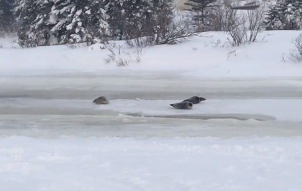 Десятки тюленей парализовали канадский город