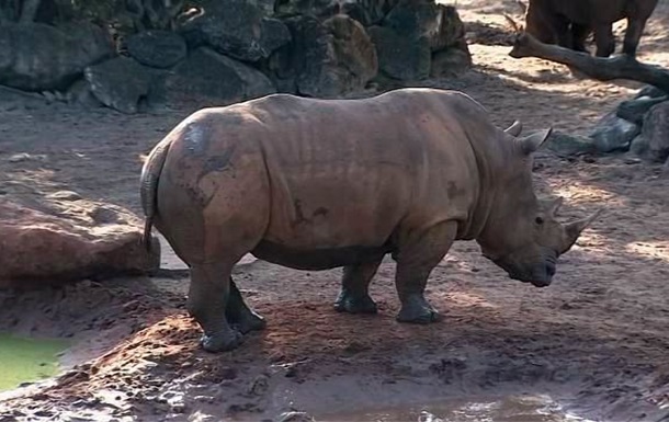 Ребенок чудом выжил в клетке с носорогами