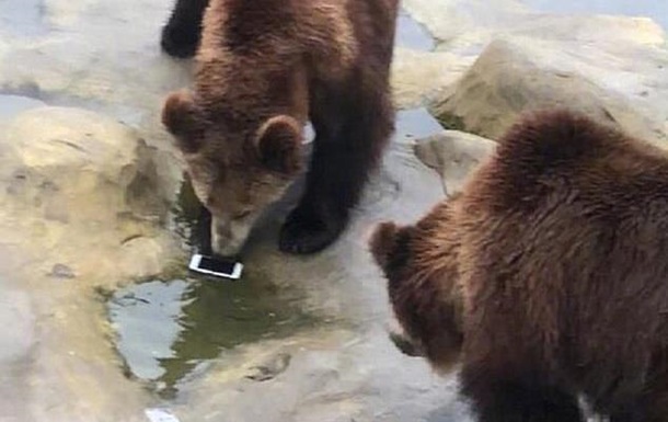 Турист перепутал телефон с яблоком и бросил его медведям
