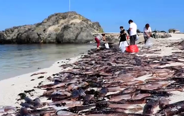 Пляж Чили наводнили тысячи мертвых каракатиц