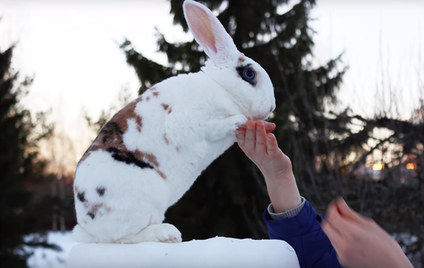 Финский кролик установил мировой рекорд