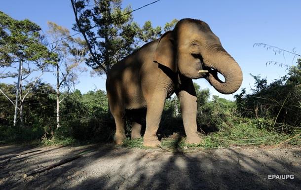 Слон потопил плот с туристами в Таиланде