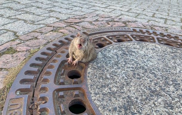 В Германии бригада пожарных спасла толстую крысу