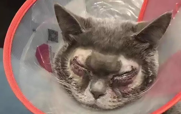 Хозяйка потратила 40 000 грн на пластическую операцию для кота