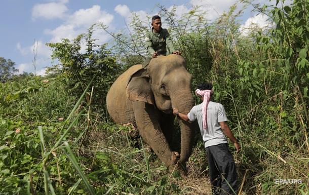 В Индии слон убил погонщика