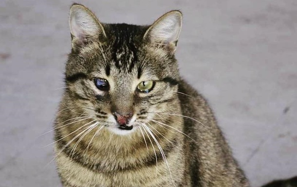 Черниговский кот по кличке Терминатор стал блогером