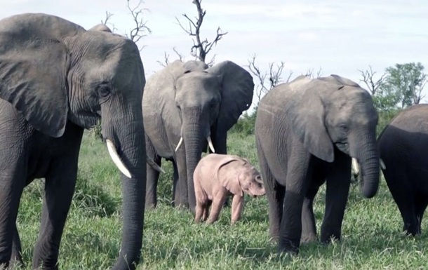  Диснеевского  розового слоненка сняли в ЮАР