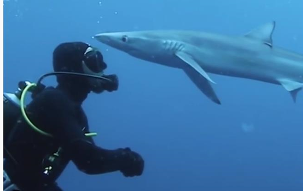 Океанолога  поцеловала  крупная голубая акула