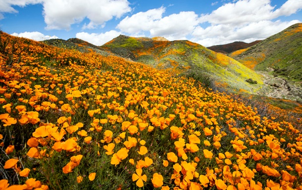 В окрестностях Лос-Анджелеса холмы покрылись цветущими маками
