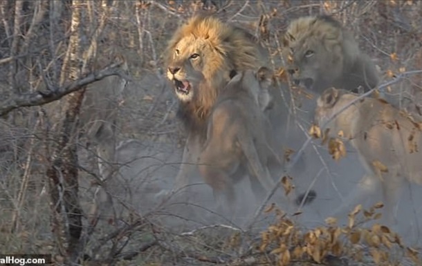 Схватка львиц со взрослым самцом попала на видео