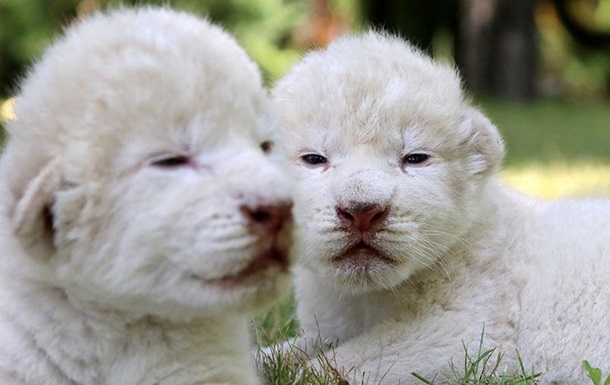 В крымском парке родились редкие белые львята