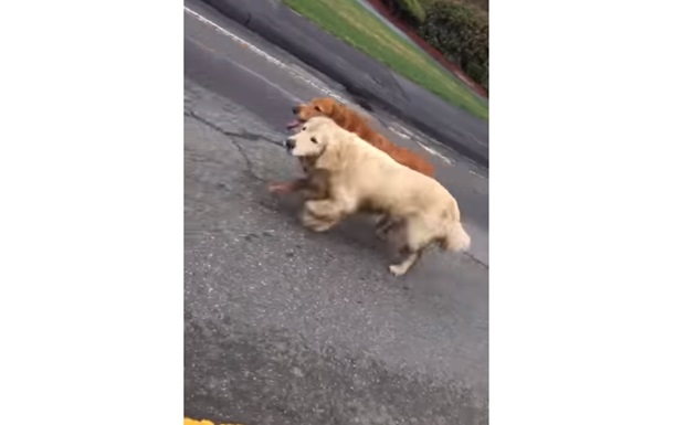Собаки пробежали по трассе с полицейским эскортом