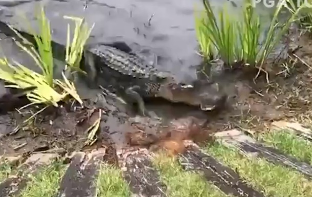 Напавший на змею аллигатор попал на видео