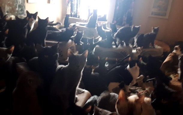 У канадца в квартире нашли 300 котов