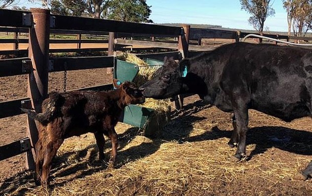 На австралийской ферме родился теленок с двумя сердцами и желудками 