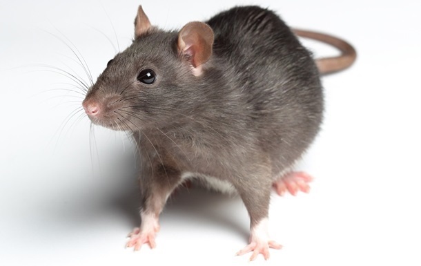 В столице Испании впервые посчитали крыс