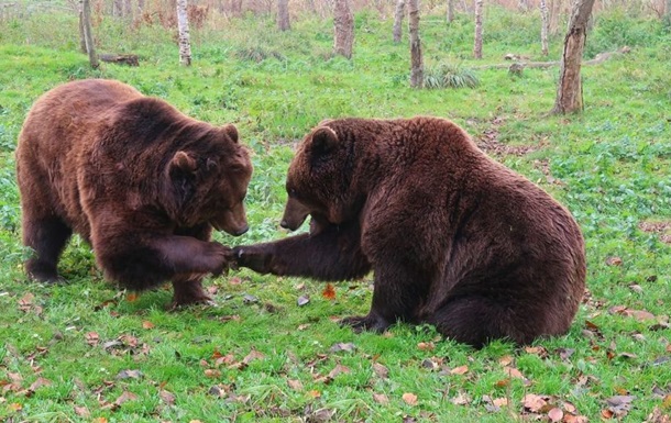 Медведи в зоопарке подрались из-за мороженого