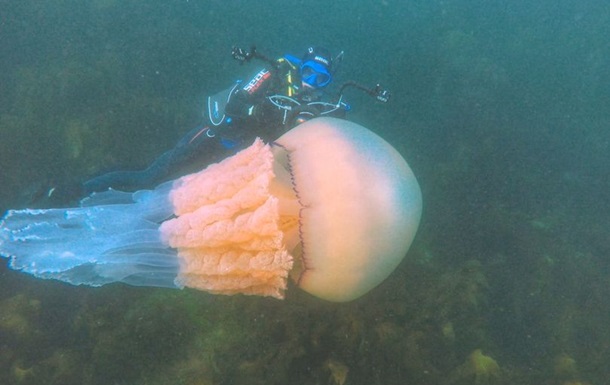 Найдена аномально большая медуза
