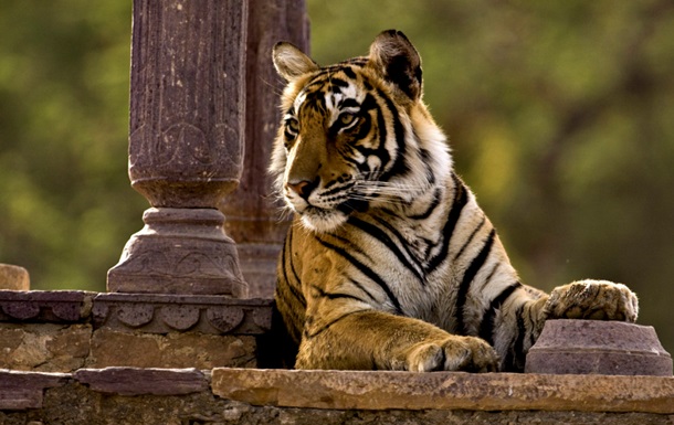 Разоренная толпа замучила тигра-убийцу до смерти