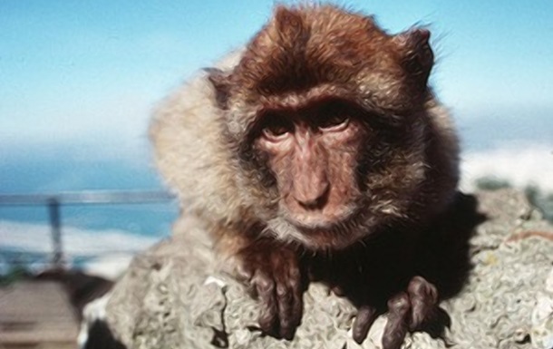 В Индии обезьяна привела людей в восторг своим поведением