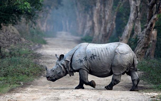 Погоню носорога за туристами сняли на видео