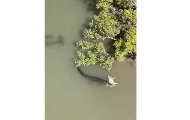 Убивший свинью голодный крокодил попал на видео