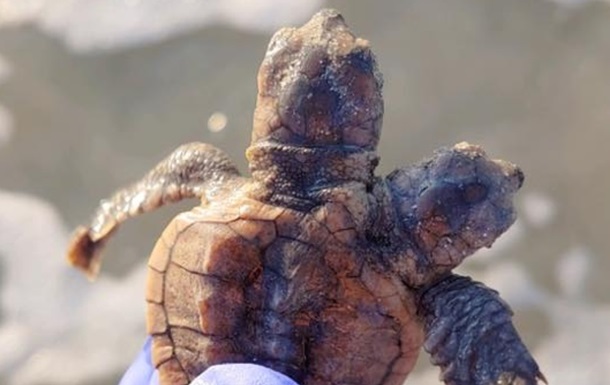 В США обнаружили редкую двухголовую черепаху
