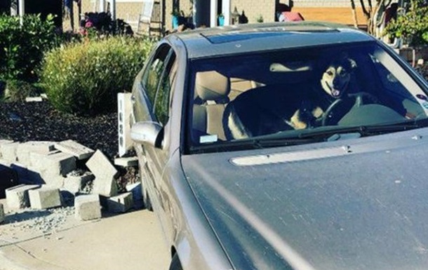 Собака за рулем попала в ДТП в США
